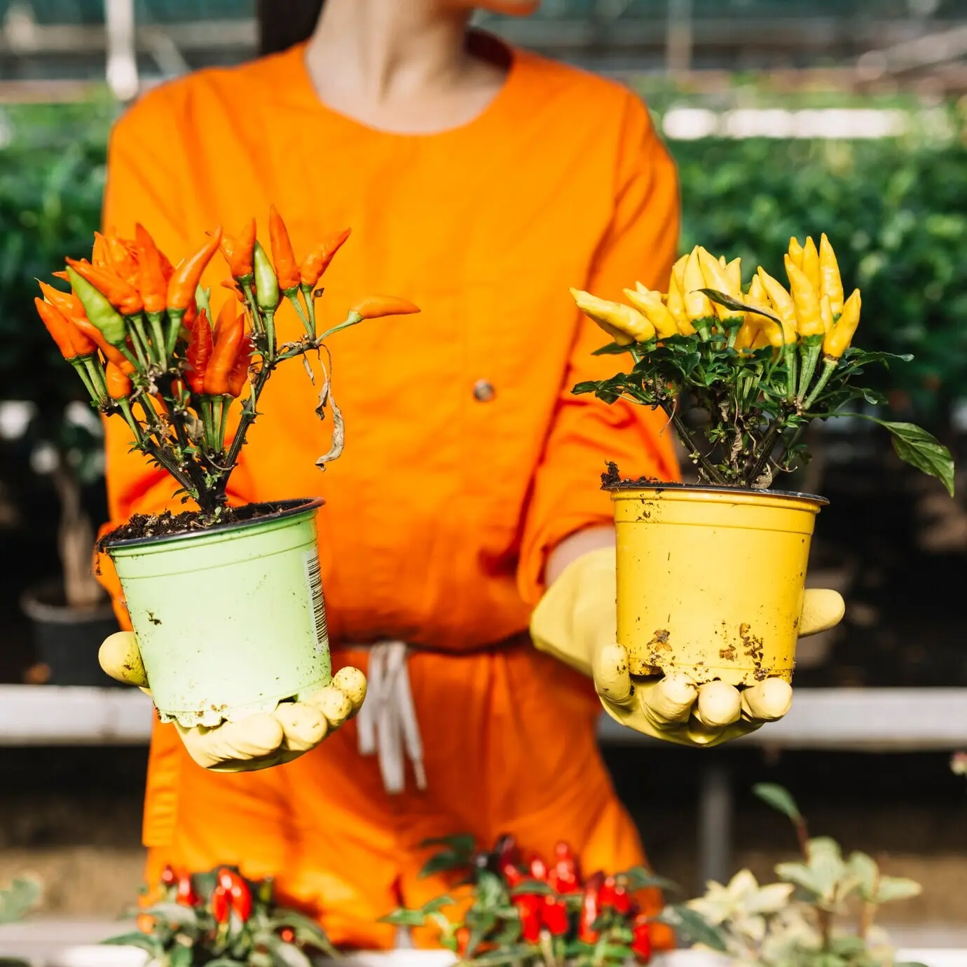 Eine Frau hält zwei Topfpflanzen mit roten und gelben Chilis.